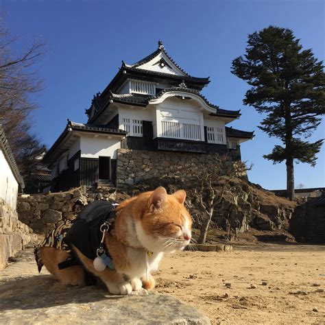 松本プロダクション：なぜ猫は宇宙を征服しないのか？