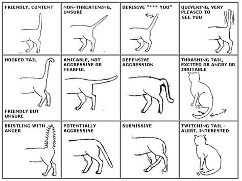 部下育成のための指示方法研修 - なぜ猫は部下を育てるのに適しているのか？