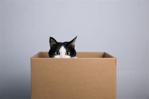 とから始まる名前と、なぜ猫は箱を愛するのか？